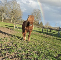 Vente de poney